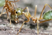Green Tree Ant (Oecophylla smaragdina) (Oecophylla smaragdina)